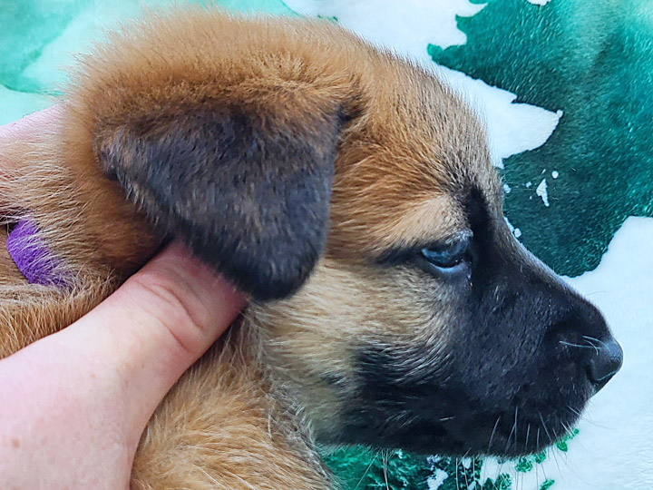 chinook puppy